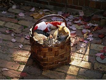 PS《英雄传说黎之轨迹Ⅱ -绯红原罪-》中文版 今日发售