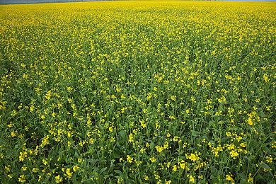 微软成立云游戏部门 开发独占原生云游戏